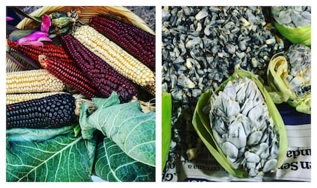 México es un país de maíz