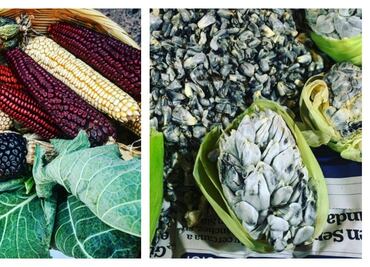 México es un país de maíz