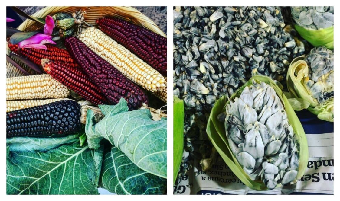 Foto: NATALIA DE LA ROSA / Variedades de maíz michoacano y huitlacoche.