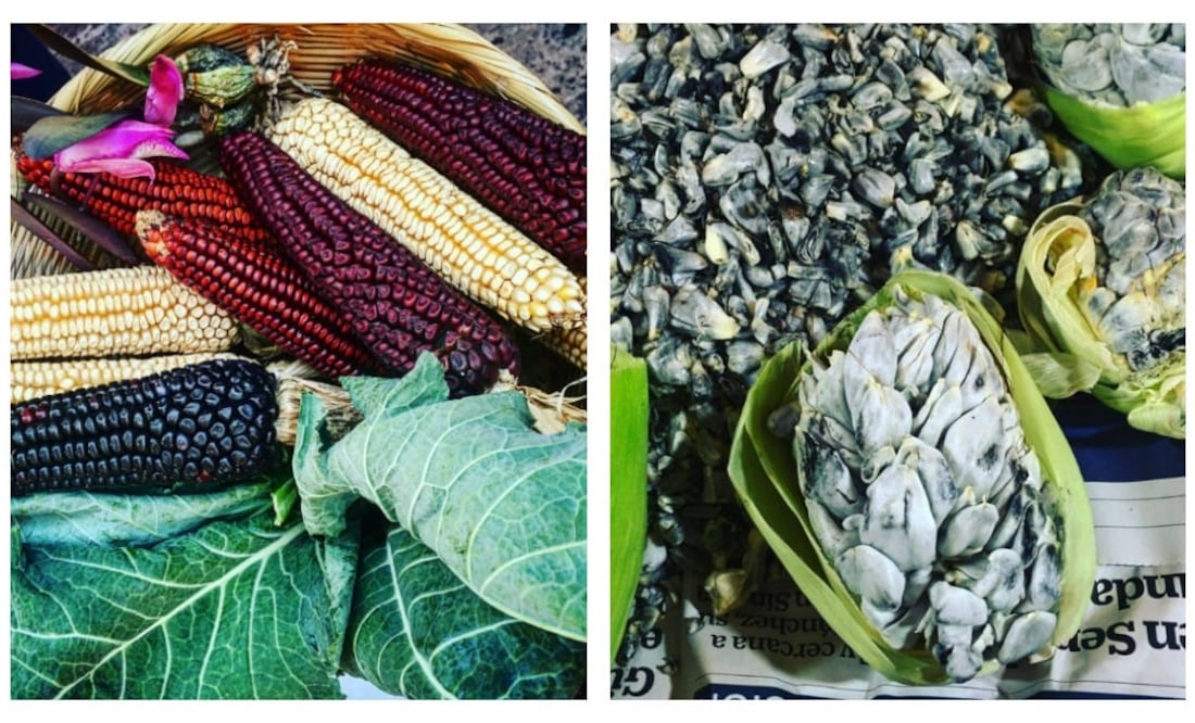 Foto: NATALIA DE LA ROSA / Variedades de maíz michoacano y huitlacoche.