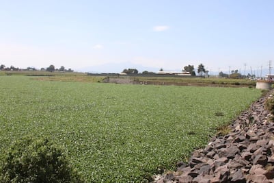 Contaminación por lirios en Presa Alzate afecta a comunidades de Temoaya en Edomex