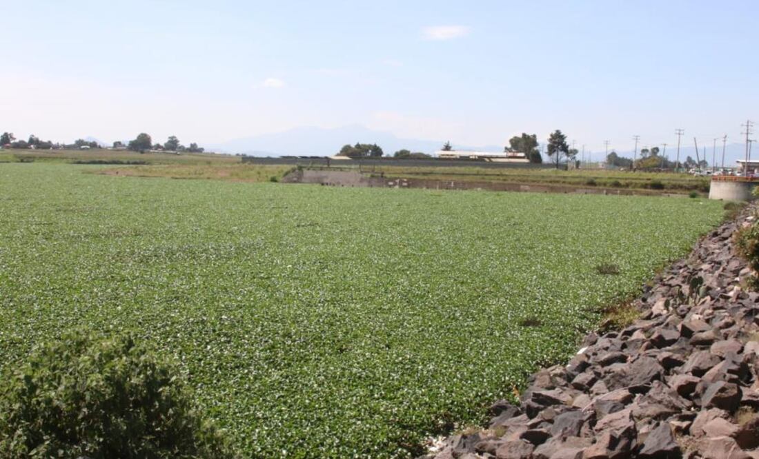 Las condiciones han afectado por lo menos mil 500 hectáreas de la presa en cuatro comunidades de Temoaya Foto: Especial
