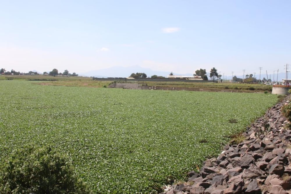 Las condiciones han afectado por lo menos mil 500 hectáreas de la presa en cuatro comunidades de Temoaya Foto: Especial