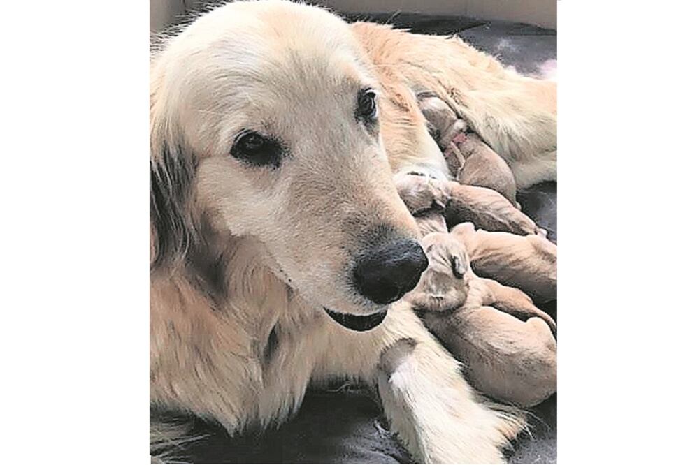 Negocio. Entre las razas de perros más robadas están los cachorros pomerianos que valen 11 mil pesos o el labrador, 3 mil 500.