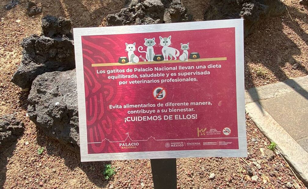 Gatitos de Palacio Nacional. Foto: Alelhí Salgado. EL UNIVERSAL