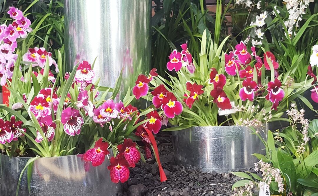 Fotos: Adriana Pérez Castillo