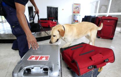 Policía Federal jubilará y dará en adopción a 28 perros