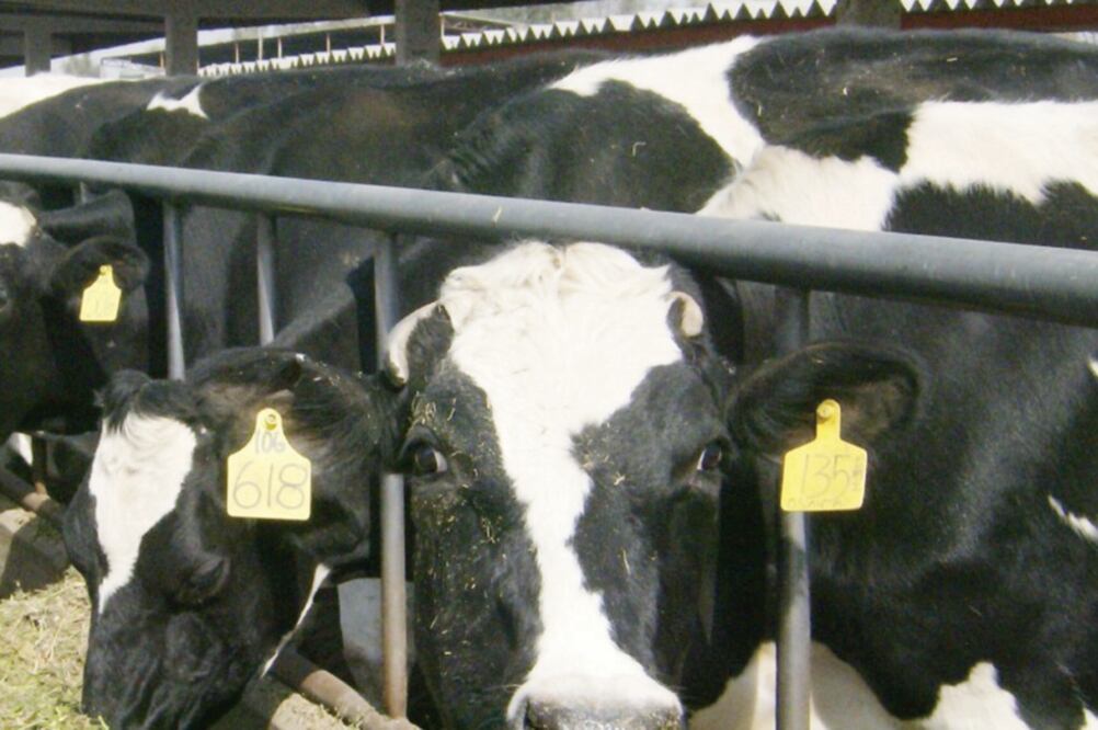 Mondelez Farmers. Mondelez recolecta 150 mil litros de leche al día de 11 productores locales en Jalisco, Hidalgo, Guanajuato y Aguascalientes (ARCHIVO EL UNIVERSAL)