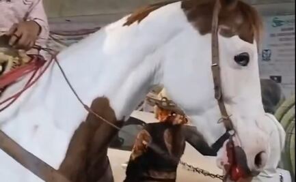 Denuncian maltrato a caballo en el carnaval de Iztapalapa; sangraba del hocico y mostraba signos de dolor