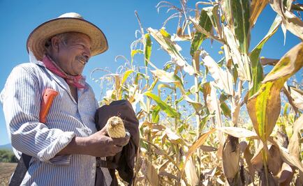 Mexico to achieve food security in less than 15 years