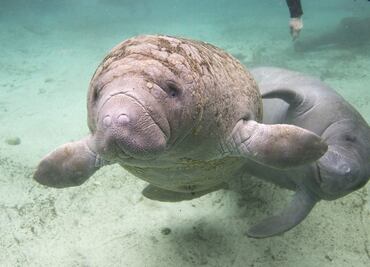 PEMEX's wells near the manatee sanctuary are closed