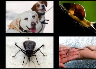 Cinco "asesinos" que no conocías