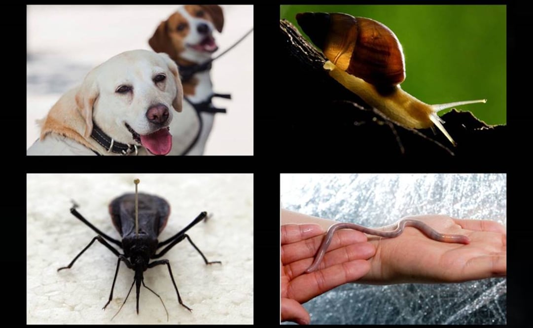 El vinchuca es el insecto es el responsable de la enfermedad del mal de chagas. Foto: Archivo