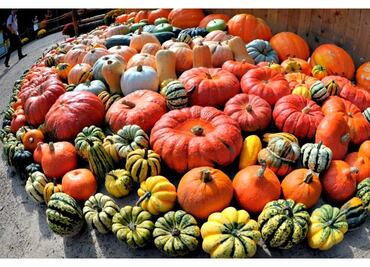 Calabaza, una hortaliza muy saludable