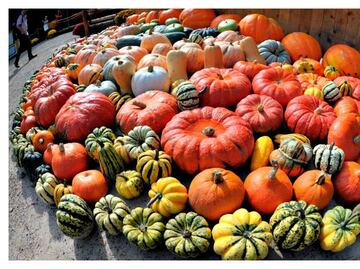 Calabaza, una hortaliza muy saludable