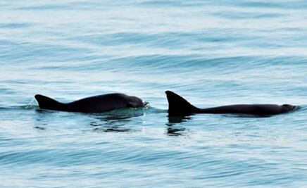 México reitera compromiso de conservar especies marinas en peligro