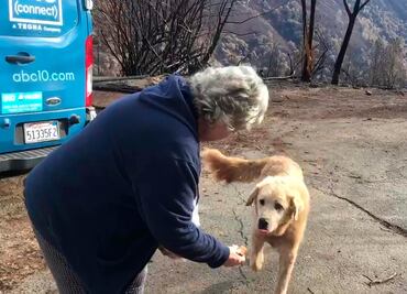 Perro esperó a su dueña afuera de su casa por un mes