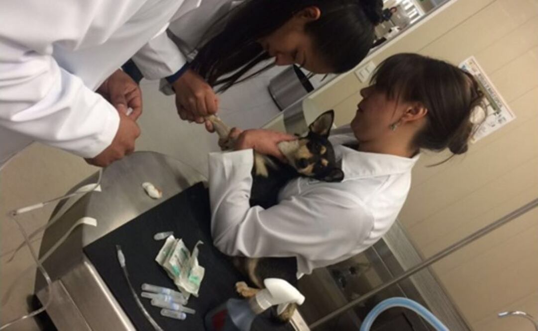 En primer día, salvan a "Cristal" en hospital veterinario