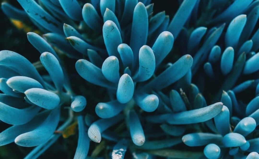 El alga que podría cambiarlo todo. Fuente: Freepik.