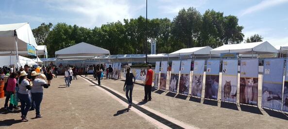 Realizan Gato Fest 2017 en la Benito Juárez