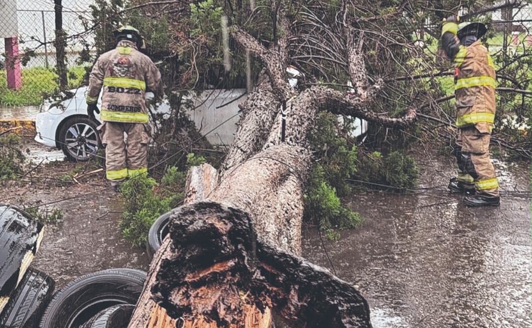 En Ecatepec un árbol cayó sobre un automóvil. Foto: Especial