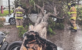 Lluvias dejan anegaciones y tiran árboles en el Edomex