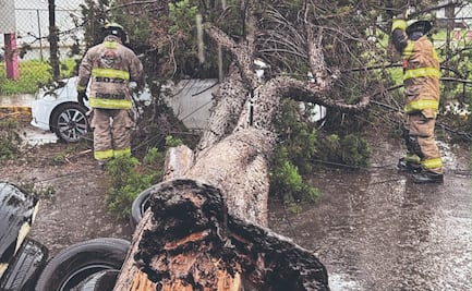 Lluvias dejan anegaciones y tiran árboles en el Edomex
