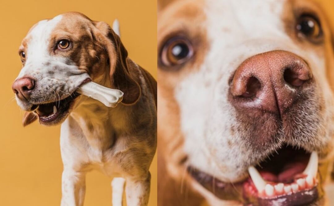 La salud bucal de los perros es una parte vital de su bienestar general. Fuente: Freepik.