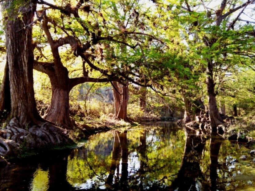 5 bosques donde escapar de la mala calidad del aire de la CDMX