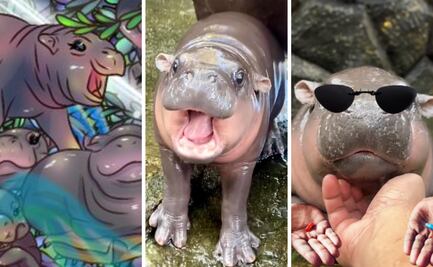 Moo Deng, el hipopótamo bebé que conquista las redes como meme y "sticker" viral