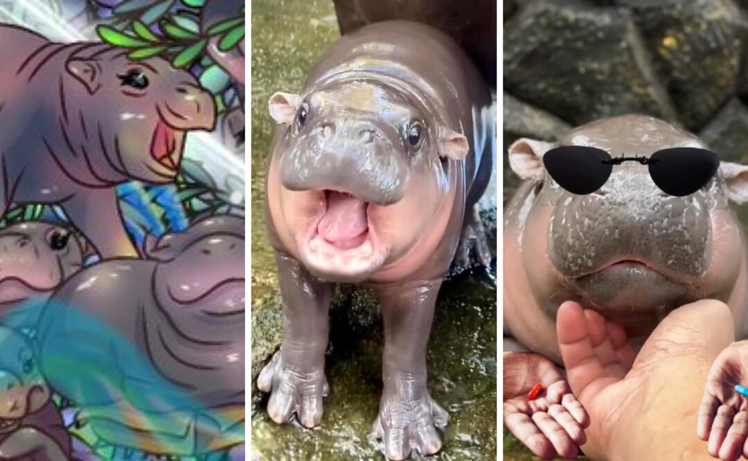 Su "sonrisa" peculiar y sus mejillas rosadas no solo han conquistado a los visitantes locales, sino también a millones de personas en todo el mundo. Foto: Captura de pantalla de  X