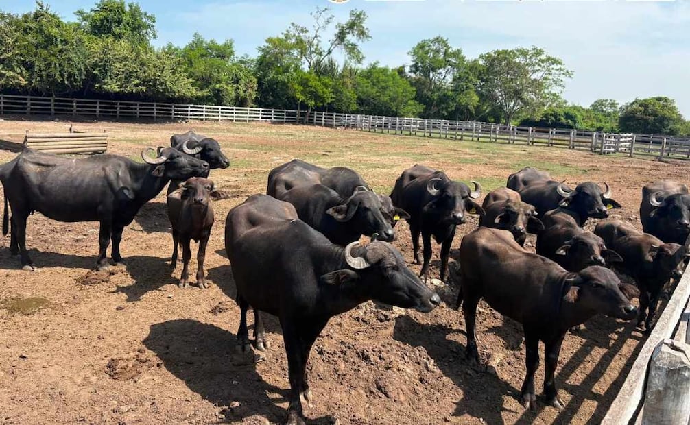 Marina asegura 135 animales exóticos en peligro de extinción en Tamaulipas. Foto: Especial