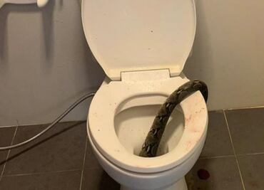 VIDEO: Pitón escondida en inodoro muerde a hombre en Tailandia