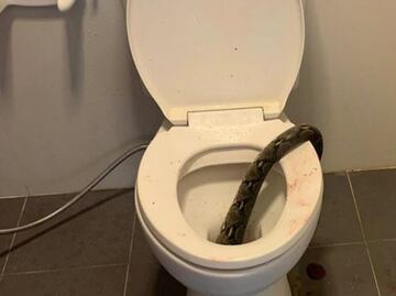 VIDEO: Pitón escondida en inodoro muerde a hombre en Tailandia