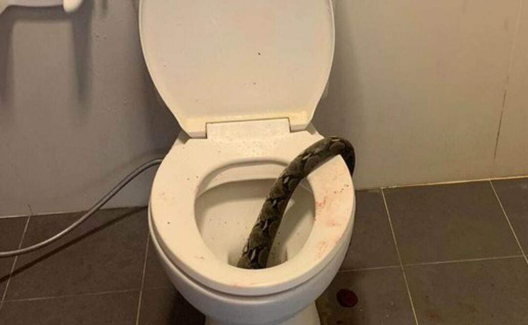 No es la primera vez que ocurre algo así. En 2021, un adulto mayor reportó haber sido mordido por una serpiente mientras estaba en el inodoro de su casa, en la localidad de Graz, en Austria. Foto: X @MailOnline