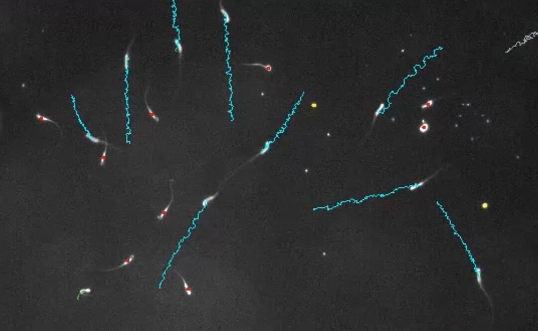 Foto: Alexandra Amaral, MPI f. mol. Genet. Captura Instituto Max Planck de Genética Molecular