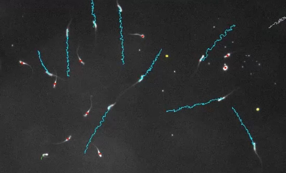 Foto: Alexandra Amaral, MPI f. mol. Genet. Captura Instituto Max Planck de Genética Molecular