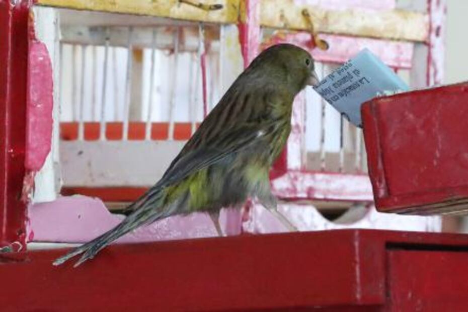 Pajaritos, ahora te leen la suerte… en las cantinas 