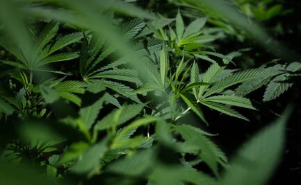 Consumo de marihuana en el embarazo aumenta riesgo de autismo