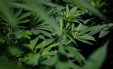 Consumo de marihuana en el embarazo aumenta riesgo de autismo