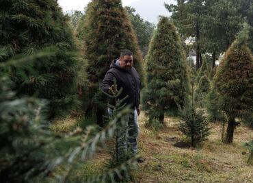 FOTOS: Elige y corta tu propio árbol de Navidad en el Ajusco; buscan ganar ventas a importados