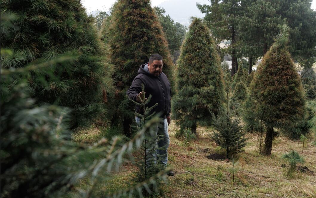 Corte de árboles de Navidad en el Ajusco. Foto: Yaretzi M. Osnaya/EL UNIVERSAL