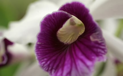 Así es como las flores revolucionaron la vida en el planeta Tierra