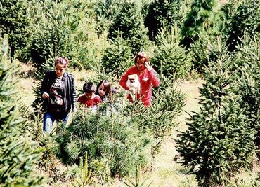 Inicia venta de árboles de Navidad en Edomex