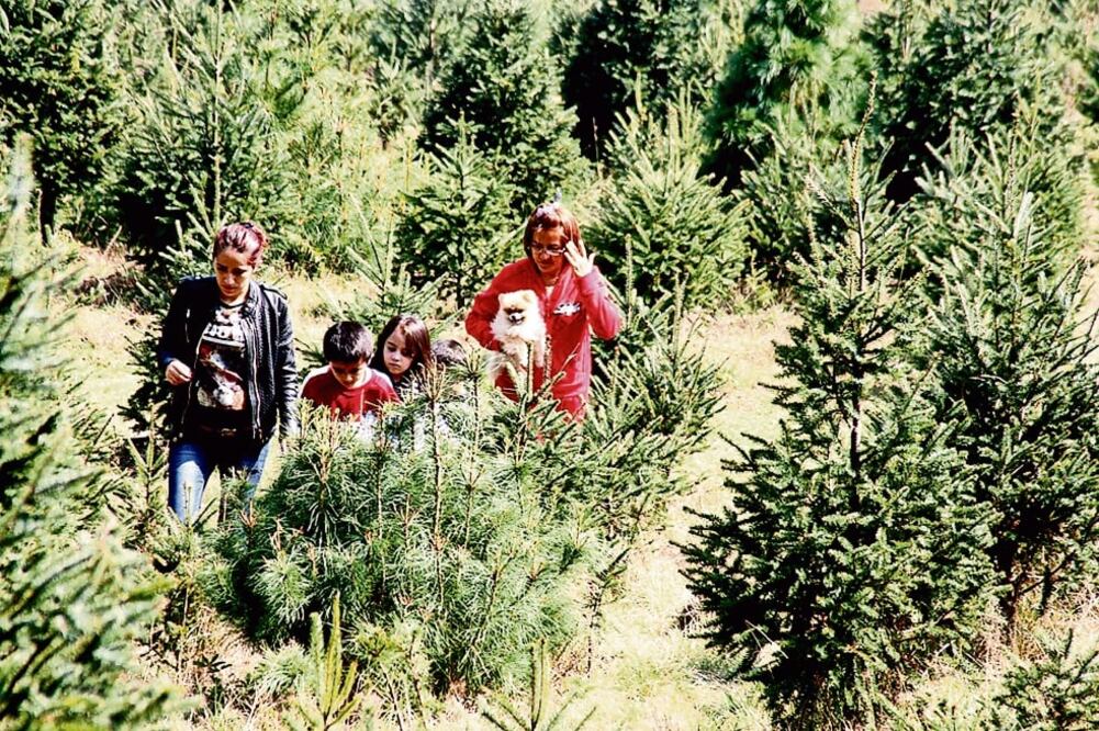 Para garantizar la seguridad de las familias que irán a escoger su árbol en uno de los víveros de Amecameca, se desplegará un operativo de los tres órdenes de gobierno (EMILIO FERNÁNDEZ. EL UNIVERSAL)