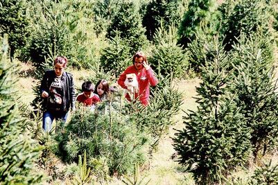 Inicia venta de árboles de Navidad en Edomex