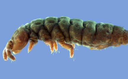 La "criatura fantasma" que ha sobrevivido 30 edades de hielo