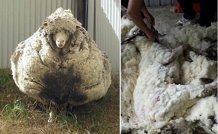 Trasquilan en Australia a 'oveja gigante'; produce 42 kilos de lana