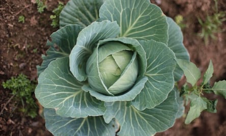 Conoce la "milagrosa" planta diurética ideal para regular la presión arterial alta