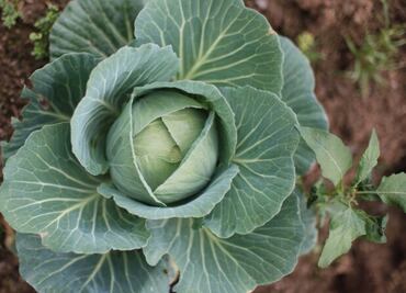 Conoce la "milagrosa" planta diurética ideal para regular la presión arterial alta